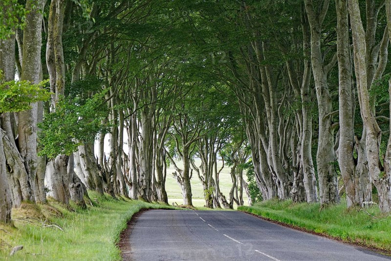 Long avenue of trees covering a road and creating a tranquil atmosphere, Local Hero, Pennan, Aberdeenshire, Scotland, United Kingdom