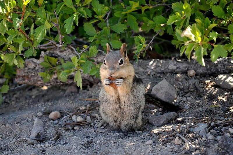 A ground squirrel, Harris antelope gopher (Ammospermophilus harrisii), sitting on the ground under bushes, natural environment, focus on animal. Crater Lake National Park, Oregon, USA