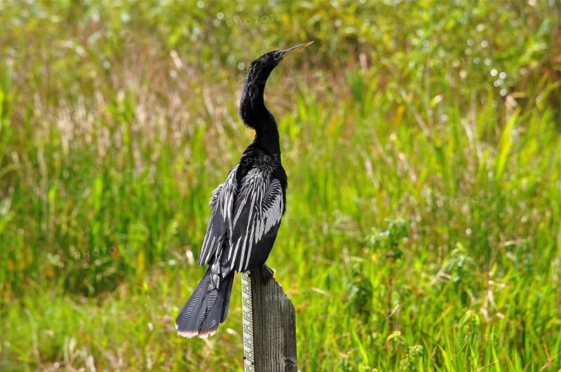 A bird with impressive feathers, American Darter (Anhinga anhinga), sits on a wooden pole in the middle of nature. Everglades National Park, Florida, USA