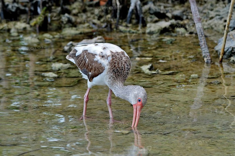 A young snowy ibis (Eudocimus albus), juvenile, searches for food in shallow water. Bahia Honda State Park, Florida Keys, Florida, USA