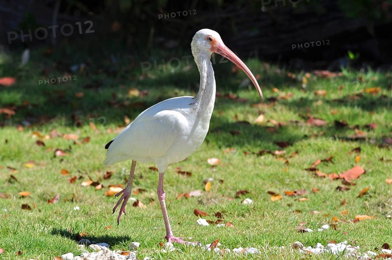 A white snowy ibis (Eudocimus albus) walks across a grassy area surrounded by leaves. Key Largo, Florida Keys, Florida, USA