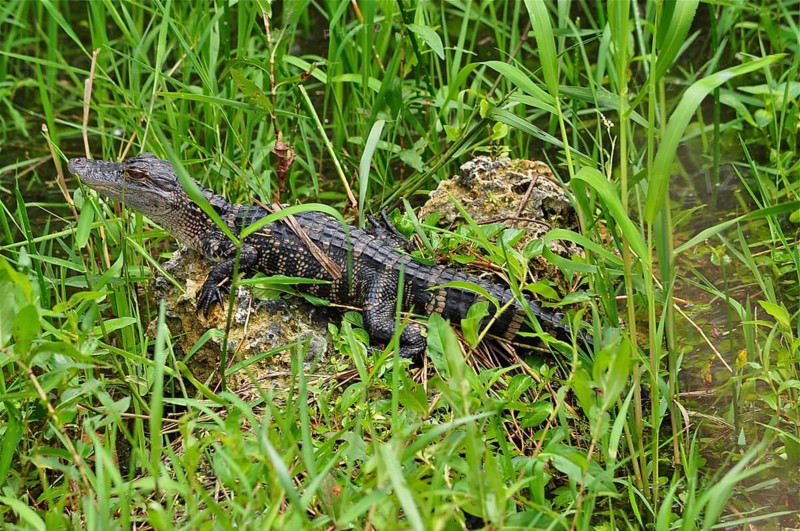 A young alligator, Mississippi alligator (Alligator mississippiensis), juvenile, lying on a rock in the dense grass. Everglades National Park, Florida, USA