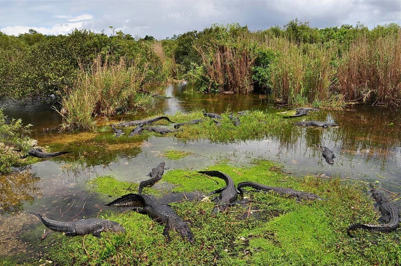 Several Mississippi alligators (Alligator mississippiensis) in a swampy water area, surrounded by dense vegetation. Everglades National Park, Florida, USA
