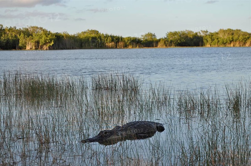 A Mississippi alligator (Alligator mississippiensis) rests in the shallow water of an extensive swamp area. Everglades National Park, Florida, USA