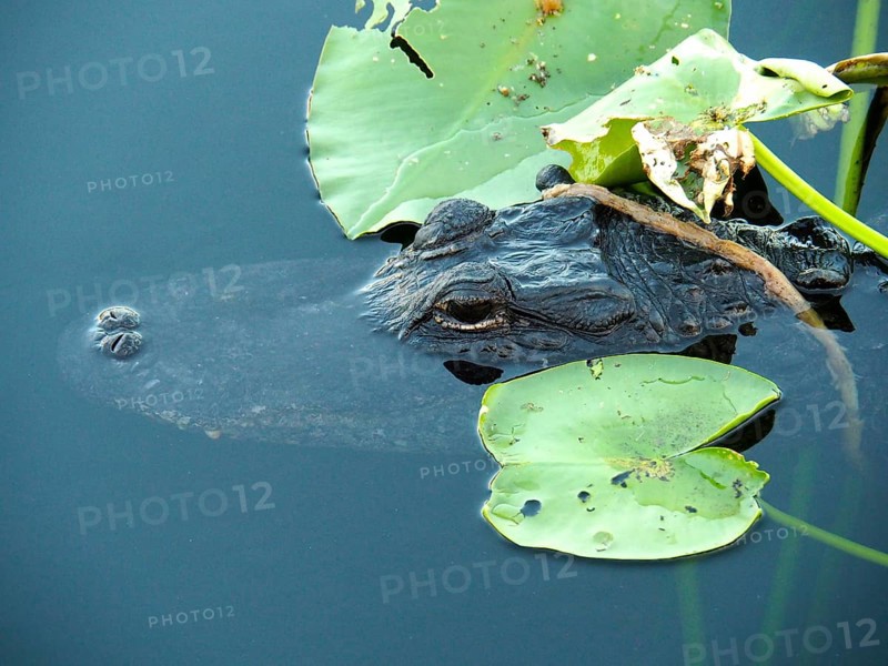 A Mississippi alligator (Alligator mississippiensis) partially hides under lily pads in the water. Everglades National Park, Florida, USA