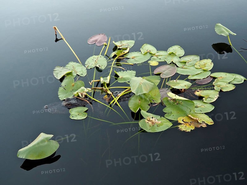 Floating lily pads on calm water with a natural, calming atmosphere. A Mississippi alligator (Alligator mississippiensis) hides among them. Everglades National Park, Florida, USA