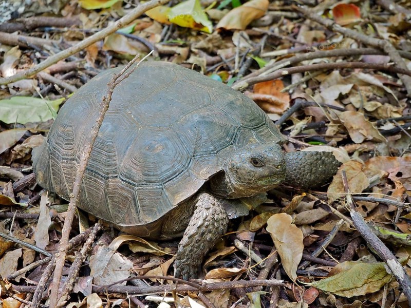 A turtle, Georgia gopher tortoise (Gopherus polyphemus), lies among leaves on the forest floor. Riviera Beach, Florida, USA