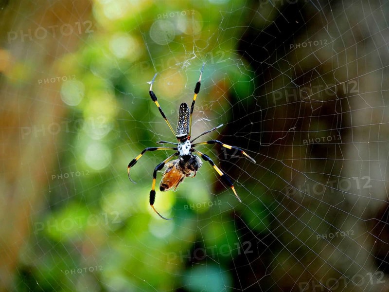 A spider, Golden silk spider (Nephila clavipes), sits in its web in a natural environment, light reflections in the background. Riviera Beach, Florida, USA