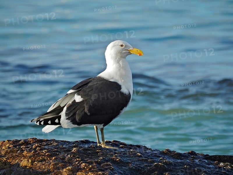 A Dominican Gull (Larus dominicanus) stands on a rock by the sea in calm water. Florida Keys, Florida, USA