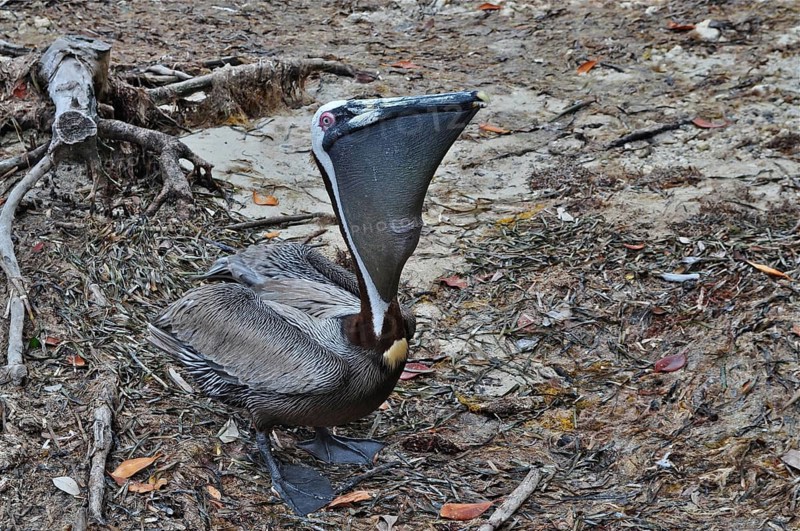 A pelican, brown pelican (Pelecanus occidentalis), sits on the sandy shore and curiously observes its surroundings. Bahia Honda State Park, Florida Keys, Florida, USA