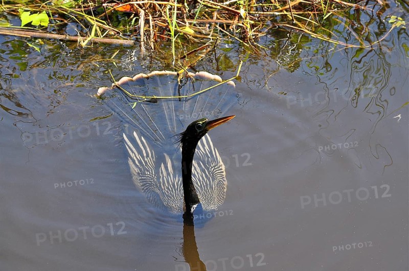 An American darter (Anhinga anhinga) swims in the calm water, its magnificent feathers glowing. Everglades National Park, Florida, USA