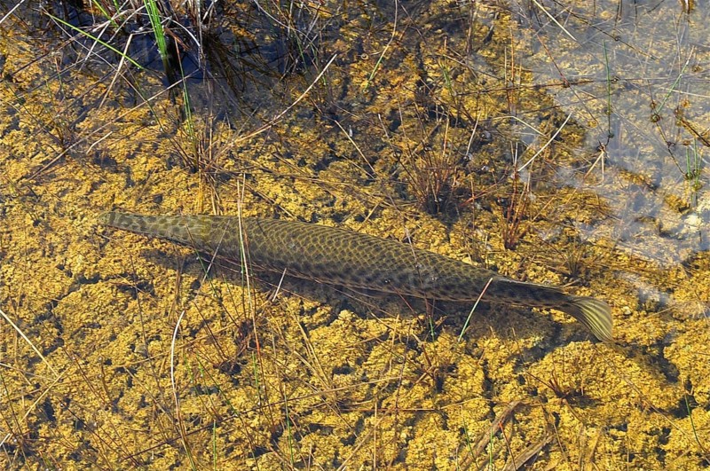 A Florida garfish (Lepisosteus platyrhincus) swims over aquatic plants in a clear river. Everglades National Park, Florida, USA