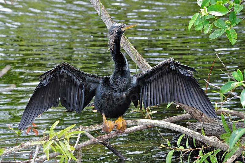 An American Darter (Anhinga anhinga) spreads its wings to dry on a branch by the water. Everglades National Park, Florida, USA