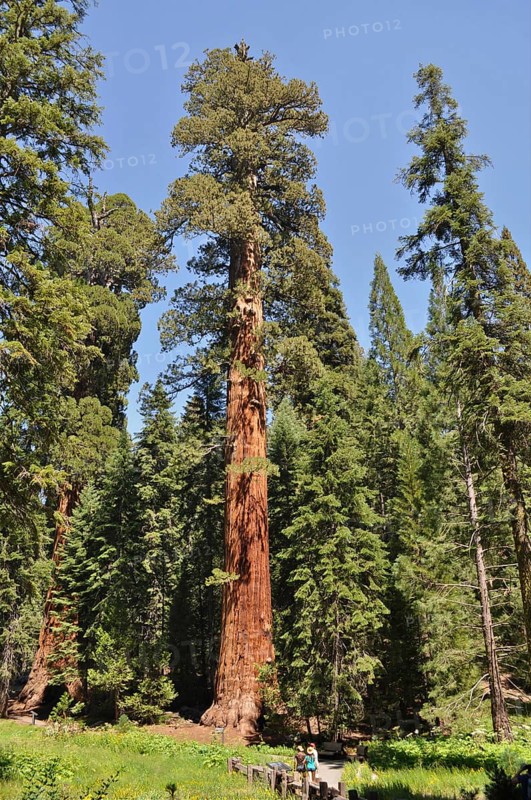 Single impressive Sequoia tree, giant sequoia (Sequoiadendron giganteum), in the midst of green vegetation under a blue sky. Sequoia National Park, California, USA