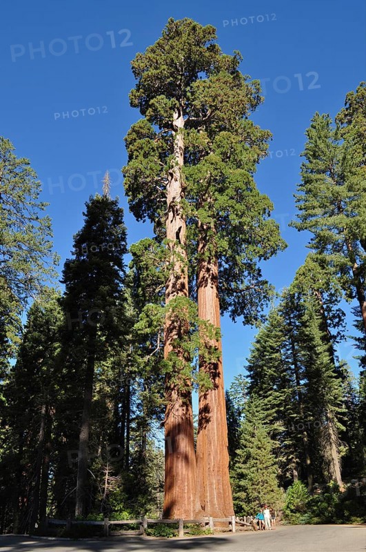 Tall Sequoia trees, giant sequoia (Sequoiadendron giganteum), tower into the clear blue sky, surrounded by dense forest. The people seem tiny. Sequoia National Park, California, USA