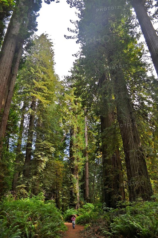 A child walks on a path through a redwood forest surrounded by giant trees, coast redwood (Sequoia sempervirens) . Redwood National Park, California, USA