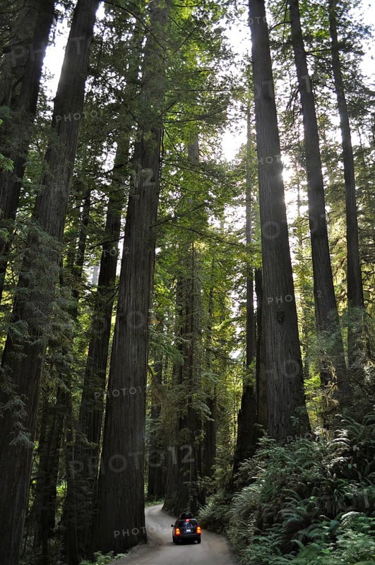 A vehicle drives through a shady forest of large redwood trees, coast redwood (Sequoia sempervirens) . Redwood National Park, California, USA
