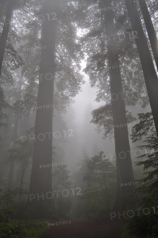 Tall trees, coast redwoods (Sequoia sempervirens), in a misty forest create a mystical, tranquil atmosphere. Redwood National Park, California, USA