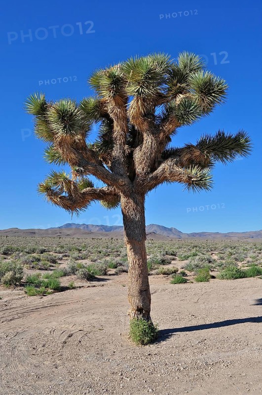 A single Joshua tree, Joshua palm lily (Yucca brevifolia), in the barren desert landscape under a blue sky. Nevada, US