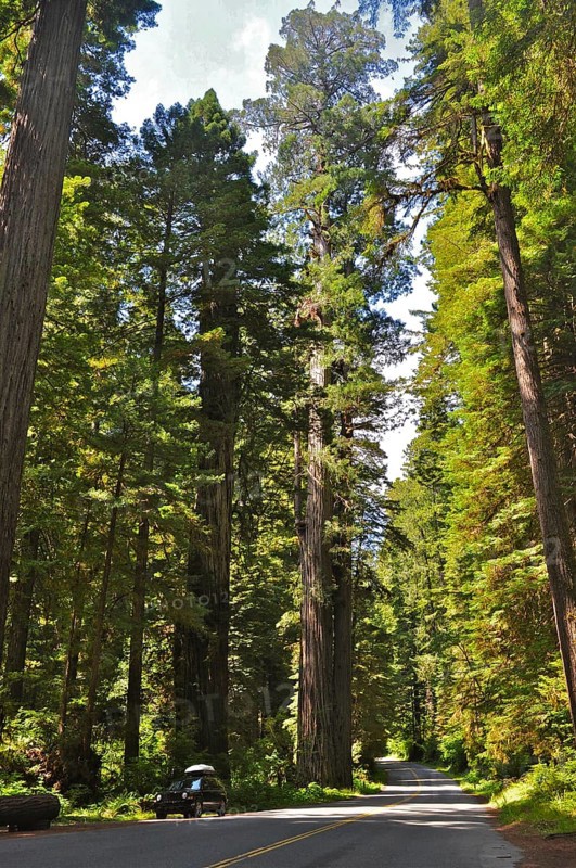 A path leads through a dense forest of tall redwood trees, coast redwood (Sequoia sempervirens) . Redwood National Park, California, USA