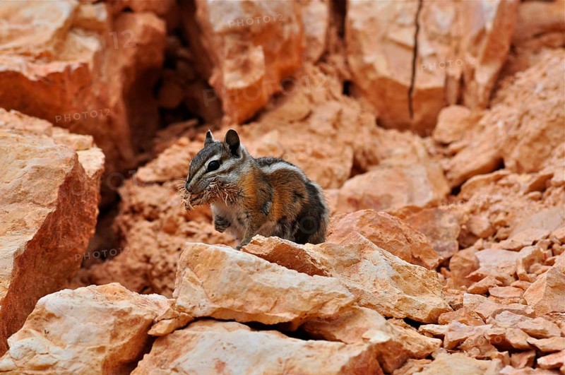 A chipmunk, Uinta chipmunk (Tamias umbrinus), sits on reddish stones with food in its mouth. Bryce Canyon National Park, Utah, USA