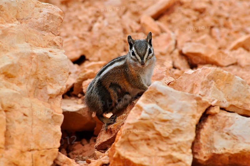 A chipmunk, Uinta chipmunk (Tamias umbrinus), sits attentively on reddish rock. Bryce Canyon National Park, Utah, USA