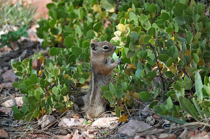 A chipmunk, Harris's antelope squirrel (Ammospermophilus harrisii), eating leaves amidst plants. Bryce Canyon National Park, Utah, USA