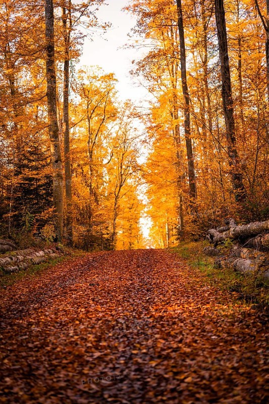 An autumnal forest trail covered by orange leaves, surrounded by tall trees