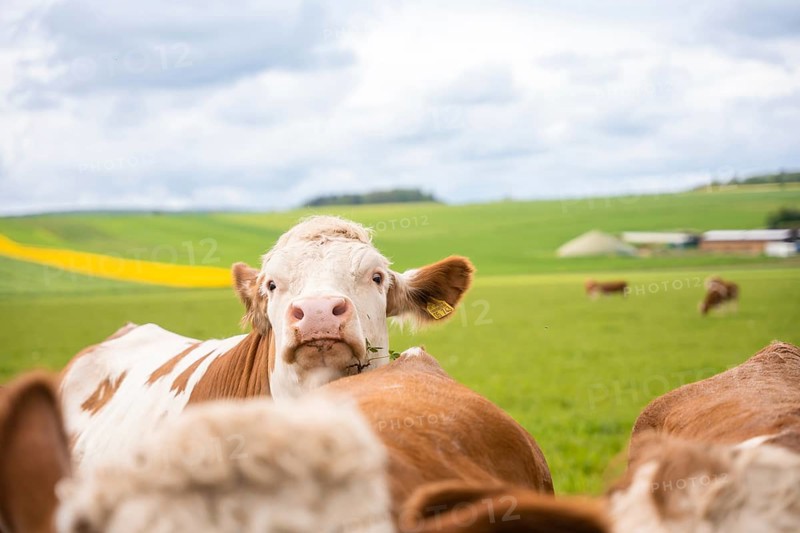 Herd of cows on green pasture under cloudy sky. Rural, peaceful atmosphere