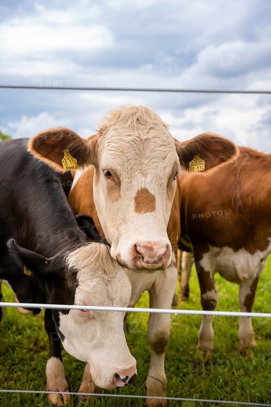 Two cows behind a fence, one black and white, one brown. Relaxed rural scene