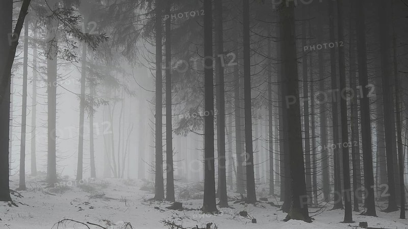 Dense forest with foggy atmosphere and snow-covered ground, mystical, quiet atmosphere, Rennsteig, Thuringia nature park Park