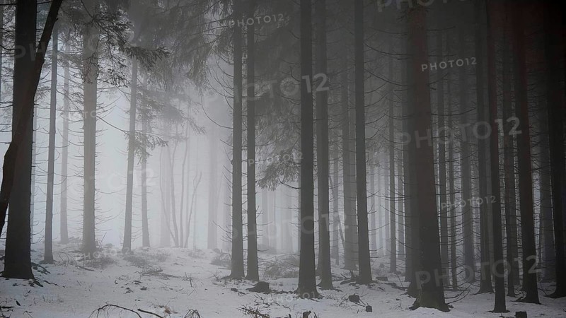 Snowy forest with tall, dark trees in fog, mystical, quiet atmosphere, Rennsteig, Thuringia nature park Park