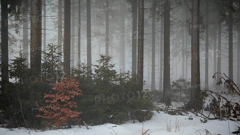 Small shrubs in a snow-covered, foggy forest, mystical, quiet atmosphere, Rennsteig, Thuringia nature park Park