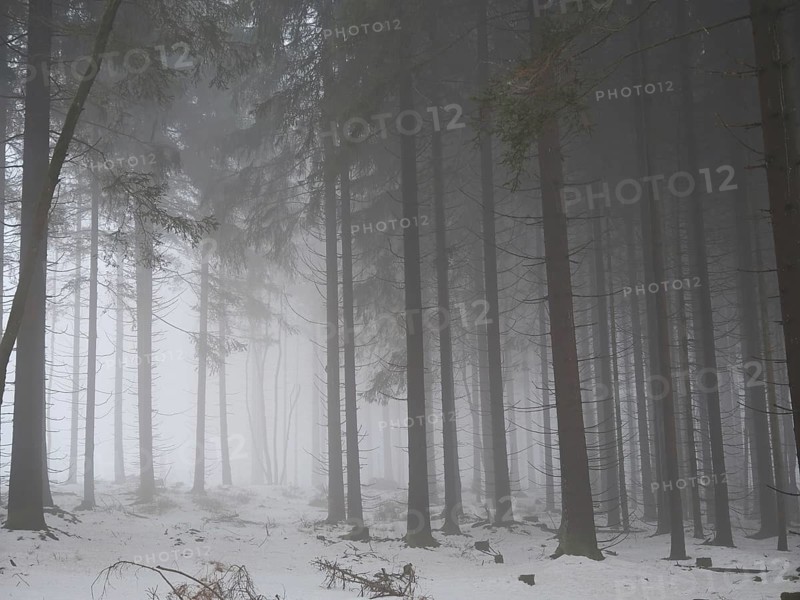Dense, foggy forest with snow-covered ground, mystical, quiet atmosphere, Rennsteig, Thuringia nature park Park