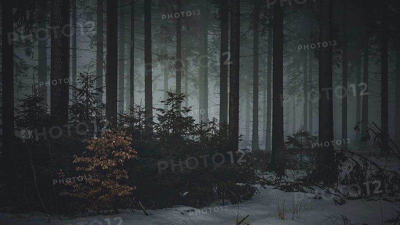 Gloomy forest scene at dusk with snow-covered ground, mystical, quiet atmosphere, Rennsteig, Thuringia nature park Park