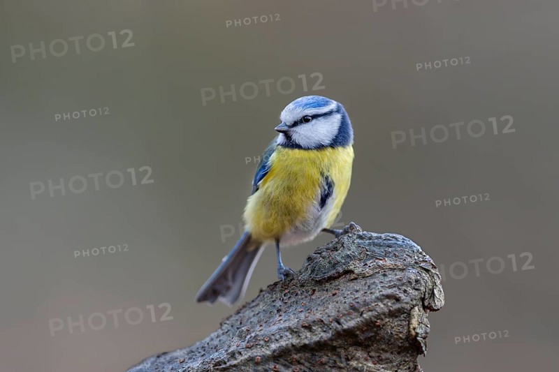 Blue tit (Cyanistes caeruleus) at the feeding place in winter, Germany