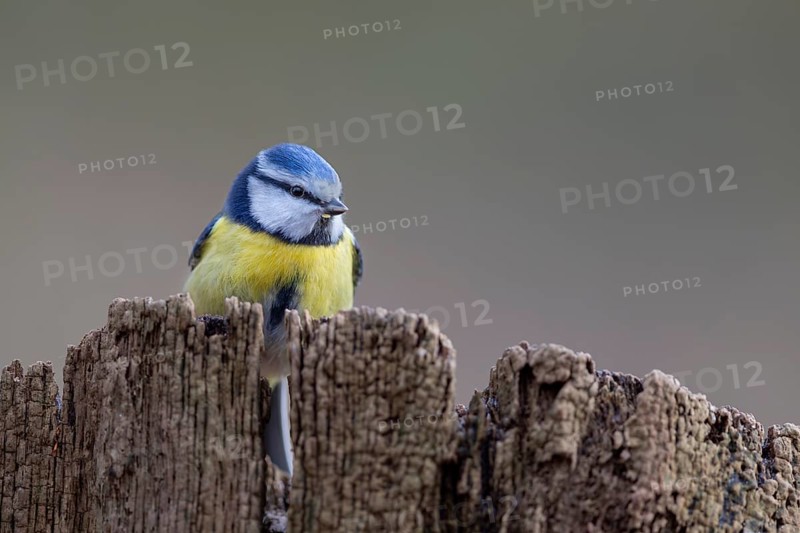 Although the blue tit (Cyanistes caeruleus) is a frequent visitor to the feeding site, in the end only a few photos were taken, Germany