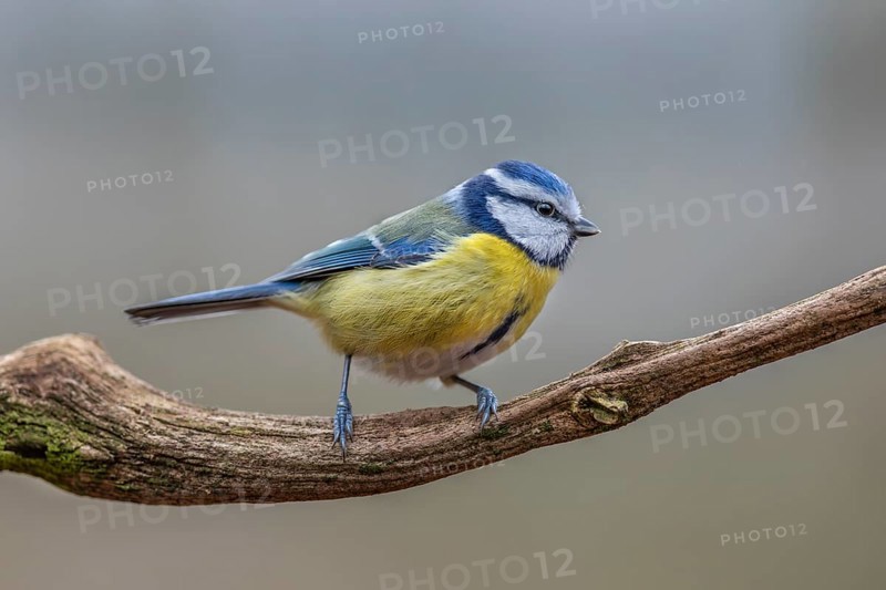 The blue tit (Cyanistes caeruleus) is a frequent visitor to the winter feeding site, Germany