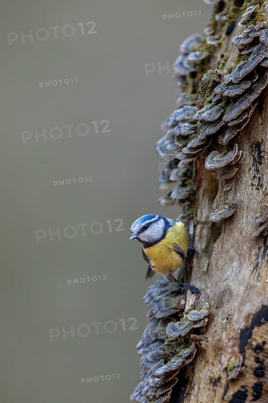 A blue tit (Cyanistes caeruleus) inspecting the branch of a beech tree, covered with butterfly stalks, tree fungus, Germany