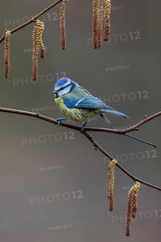 Blue tit (Cyanistes caeruleus) on the branch of a hazelnut, framed, kitten, Germany