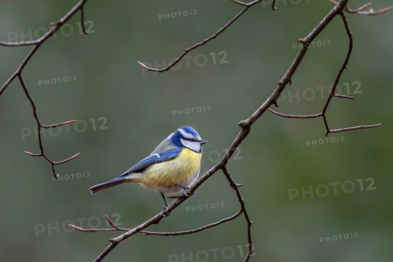 Attention ensures the survival of the blue tit (Cyanistes caeruleus), its greatest enemy the sparrowhawk is a permanent threat, Germany