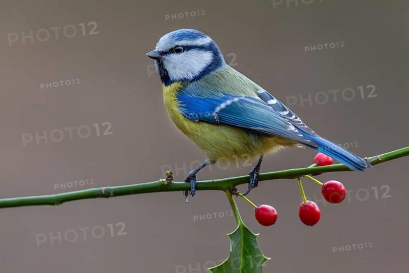 Blue tit (Cyanistes caeruleus) on the branch of a holly tree, Germany