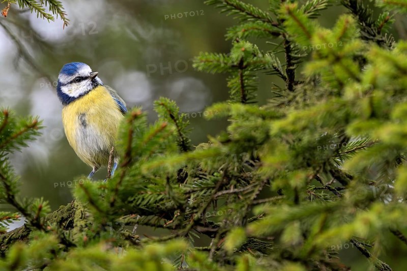 A blue tit (Cyanistes caeruleus) searches for food between the spruce branches, cheeky, sweet, cute, Denmark