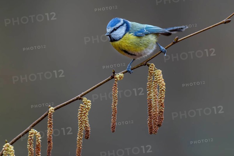 A blue tit (Cyanistes caeruleus) has made a short stopover, soon it will continue to the feeding site, hazelnut, kitten, Germany