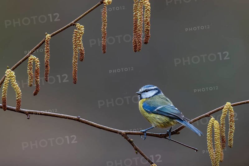 When choosing where to sit at the feeding site, a photographer should look for attractive alternatives, even if it takes time, the blue tit (Cyanistes caeruleus) is framed effectively by the hazelnut catkins, hazelnut, framed, catkin, Germany