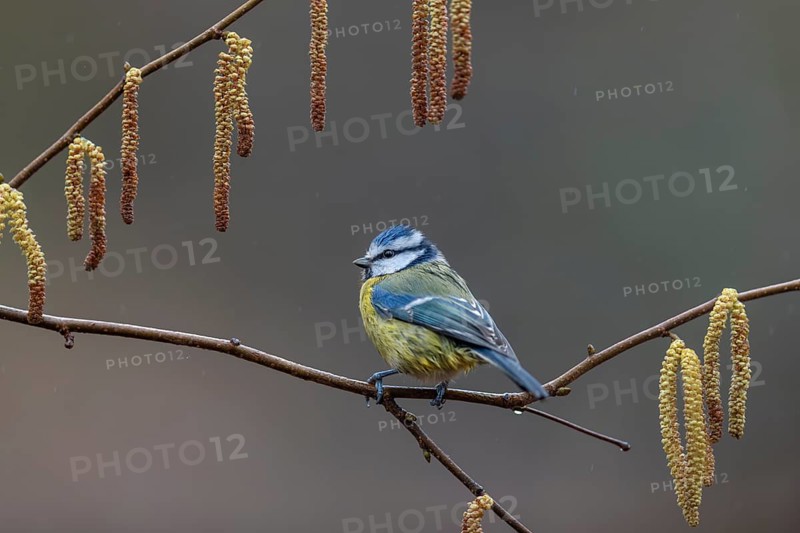 Blue tit (Cyanistes caeruleus) on a hazelnut branch with male catkins, framed, Germany