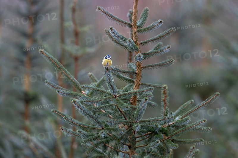 The branch of a Norway spruce serves as a perch for the blue tit (Cyanistes caeruleus), minimalist, Germany