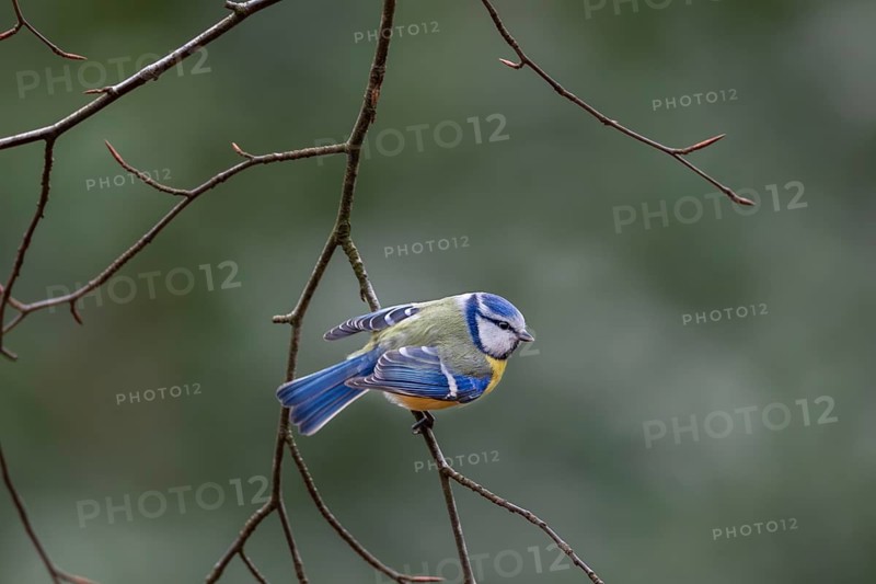 With bent wings, the blue tit (Cyanistes caeruleus) threatens a conspecific, aggression, Germany