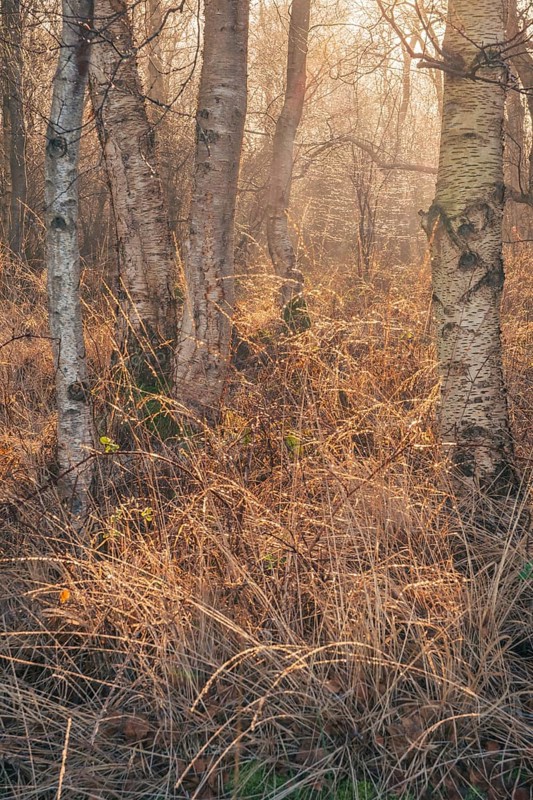 View of a moist dense bike forest in the morning, Wehden, Cuxhaven, Lower Saxony, Germany