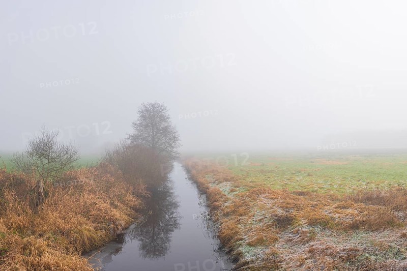 View along a ditch covered with trees and shrubs in fog, Wehden, Cuxhaven, Lower Saxony, Germany